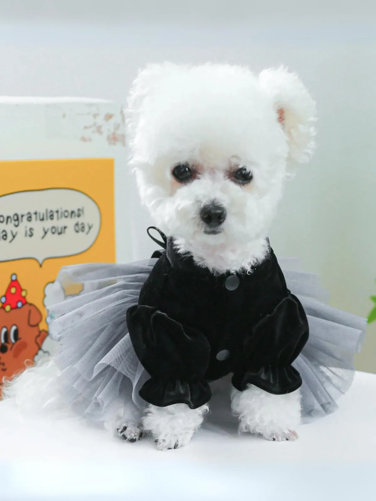 Elegant Black Velvet Bow Princess Mesh Dog Dress